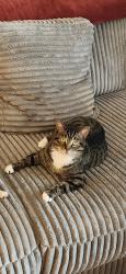 Reunited Female Cat last seen Warner and Fuller, Columbus, WI 53925