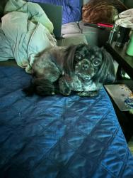 Lost Female Dog last seen Near Donegal Way Pleasant Hill, Pleasant Hill, CA 94523