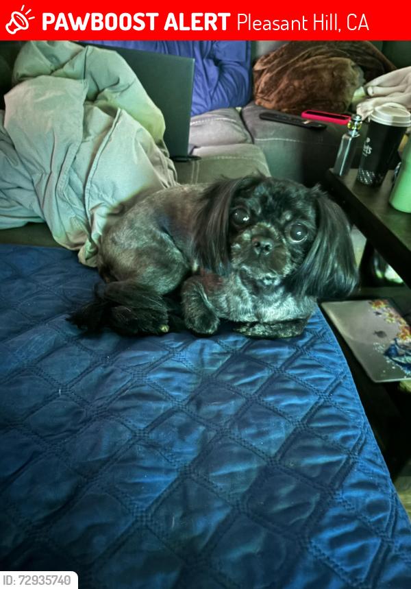 Lost Female Dog last seen Near Donegal Way Pleasant Hill, Pleasant Hill, CA 94523