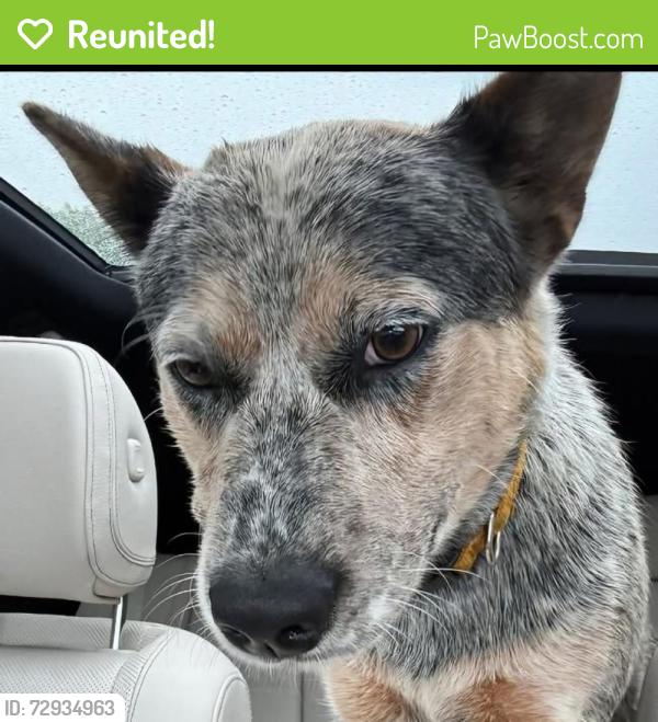 Reunited Male Dog last seen Near Flint Ridge Rd, Edmond, OK 73003, USA, Edmond, OK 73003