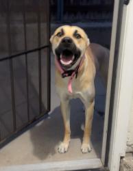Found/Stray Female Dog last seen Palm and Hollister, Imperial Beach, CA 91932