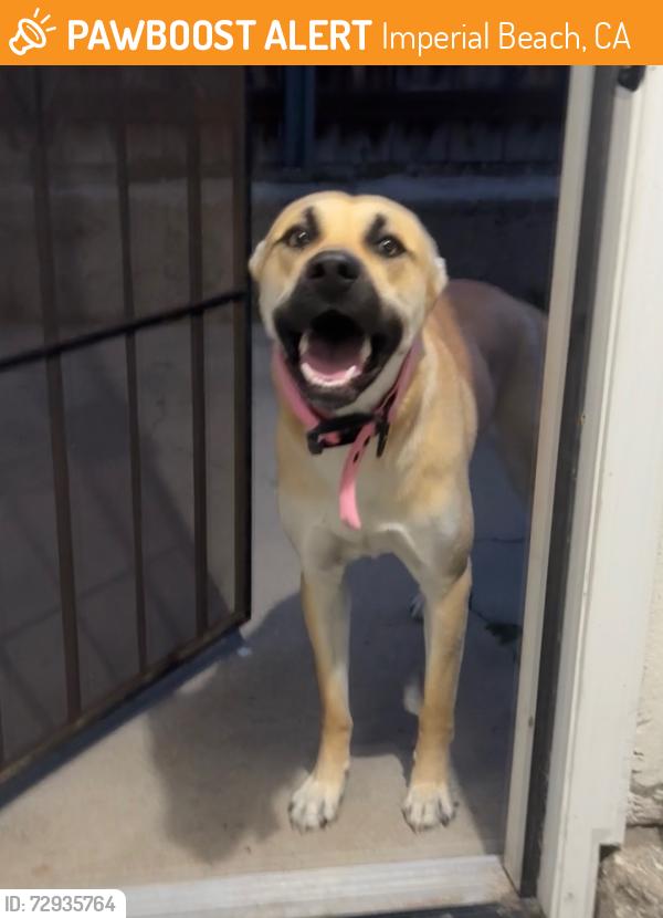 Found/Stray Female Dog last seen Palm and Hollister, Imperial Beach, CA 91932