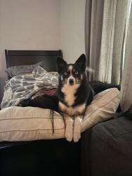 Lost Female Dog last seen Van Nuys and Paxton , Los Angeles, CA 91331