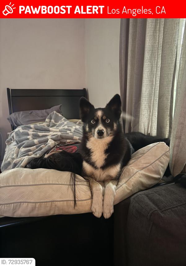 Lost Female Dog last seen Van Nuys and Paxton , Los Angeles, CA 91331