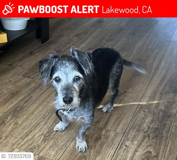 Lost Male Dog last seen Cherry Ave and Del Amo, Long Beach, Lakewood, CA 90712