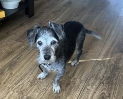 Lost Male Dog last seen Cherry Ave and Del Amo, Long Beach, Lakewood, CA 90712