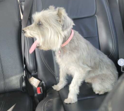 Reunited Female Dog last seen woodland near shasta, Modesto, CA 95358