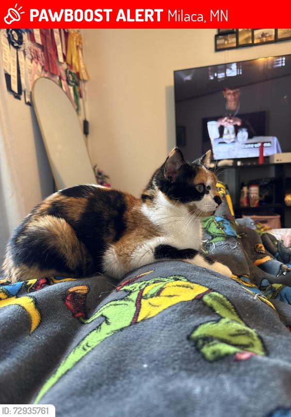 Lost Female Cat last seen near hwy 23 and county road 11 in milaca, Milaca, MN 56353