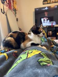 Lost Female Cat last seen near hwy 23 and county road 11 in milaca, Milaca, MN 56353