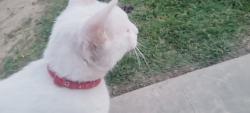 Found/Stray Unknown Cat last seen Regina vassar, Visalia, CA 93292