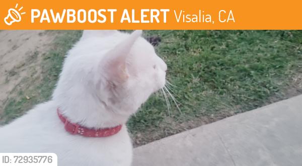 Found/Stray Unknown Cat last seen Regina vassar, Visalia, CA 93292
