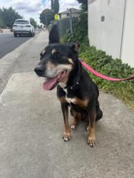 Found/Stray Male Dog last seen Near Capitola Way, Fairfield, CA 94534, Fairfield, CA 94534