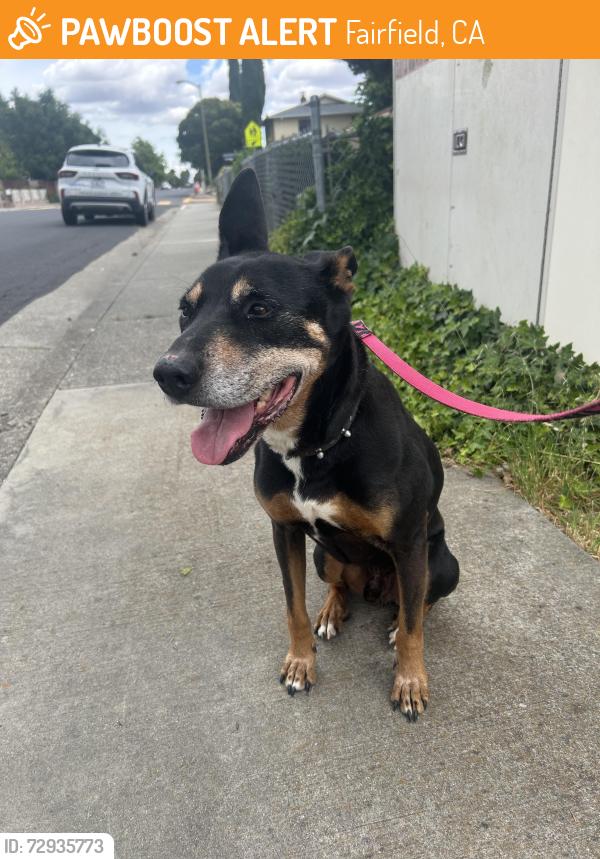 Found/Stray Male Dog last seen Near Capitola Way, Fairfield, CA 94534, Fairfield, CA 94534