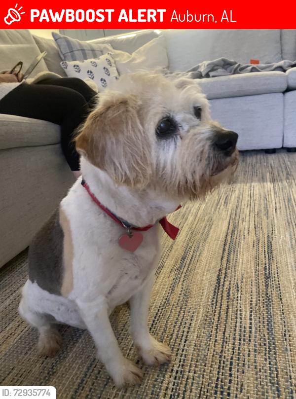 Lost Female Dog last seen Danbury dr , Auburn, AL 36830