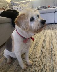 Lost Female Dog last seen Danbury dr , Auburn, AL 36830