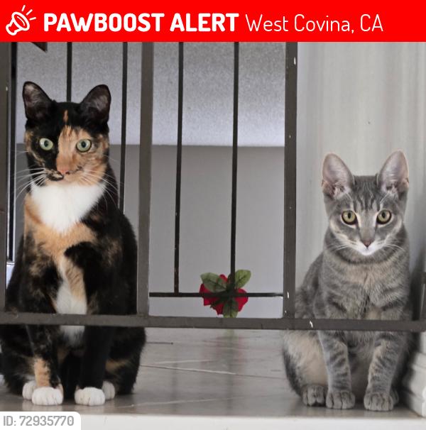 Lost Female Cat last seen Cumberland Dr and Nelson, by Woodgrove park, West Covina, CA 91792