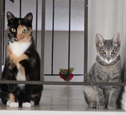 Lost Female Cat last seen Cumberland Dr and Nelson, by Woodgrove park, West Covina, CA 91792
