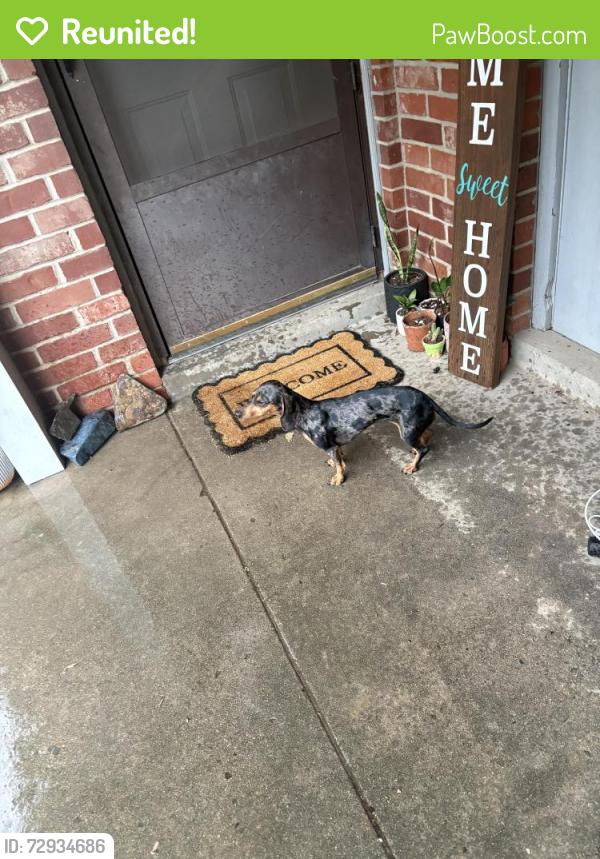 Reunited Female Dog last seen Harris drive. , Alma, AR 72921
