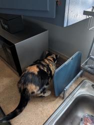 Reunited Female Cat last seen N st Andrews and Melrose, Los Angeles, CA 90038