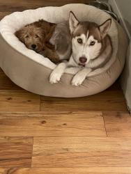Reunited Female Dog last seen E Charleston Blvd & S Hollywood Blvd, Sunrise Manor, NV 89110, USA, Sunrise Manor, NV 89110