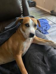 Reunited Female Dog last seen Icard Rhodhiss Rd, Burke County, NC 28612
