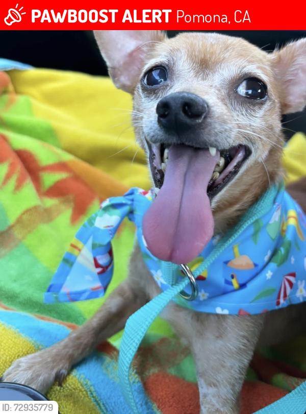 Lost Male Dog last seen Fuego Ave, Falcon ave , Pomona, CA 91767