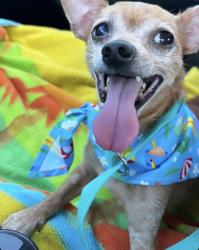 Lost Male Dog last seen Fuego Ave, Falcon ave , Pomona, CA 91767