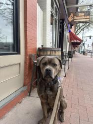 Reunited Female Dog last seen Cemetery , Wheat Ridge, CO 80033