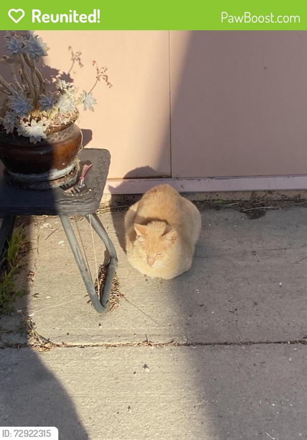 Reunited Male Cat last seen Bloomfield , Cypress, CA 90630