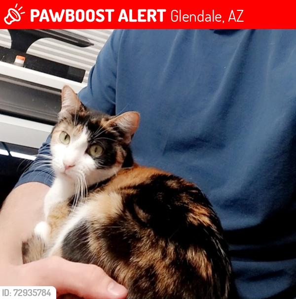 Lost Female Cat last seen Happy Valley & 39th Ave, Glendale, AZ 85310