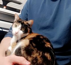 Lost Female Cat last seen Happy Valley & 39th Ave, Glendale, AZ 85310