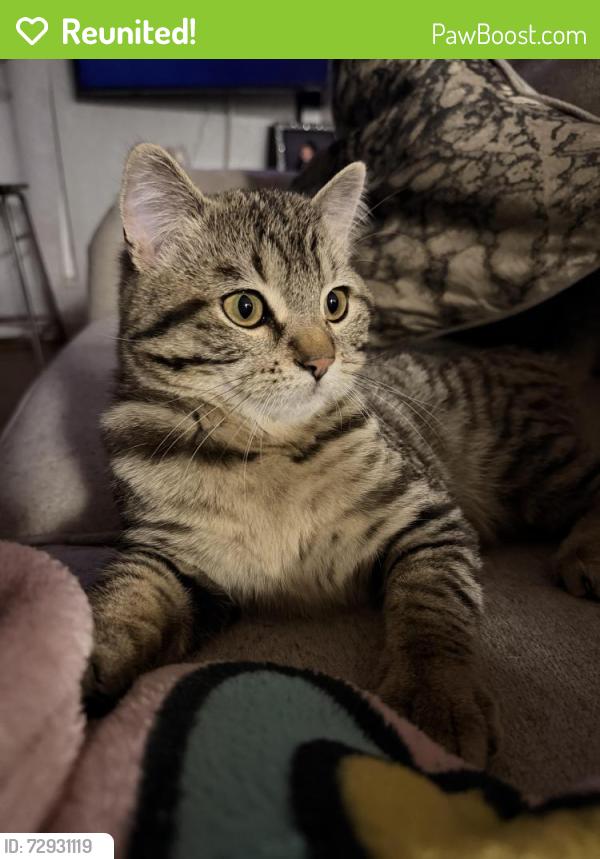 Reunited Male Cat last seen Near Josephine St, Thornton, CO 80229, USA, Thornton, CO 80229