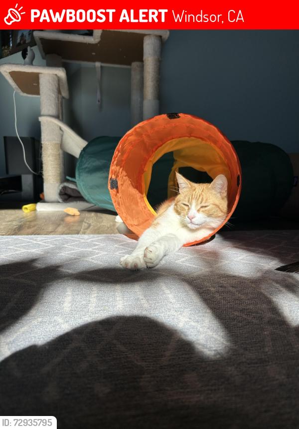 Lost Male Cat last seen Starr Road, Windsor, CA 95492