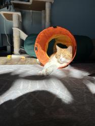 Lost Male Cat last seen Starr Road, Windsor, CA 95492