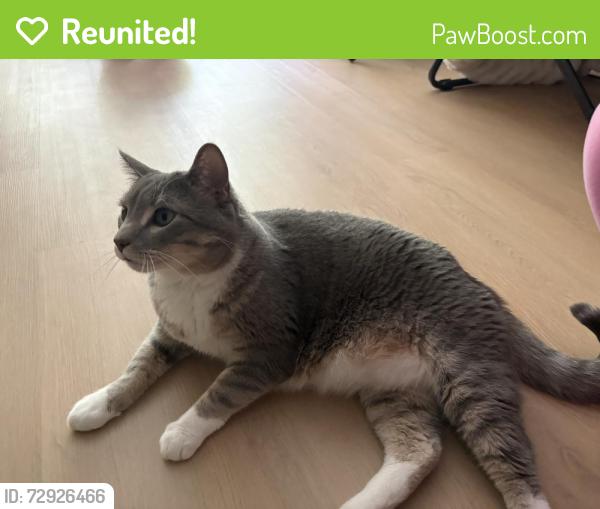 Reunited Male Cat last seen Near guide meridian Cordata center, Bellingham, WA 98226