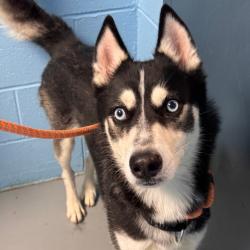 Shelter Stray Male Dog last seen , Philadelphia, PA 19140