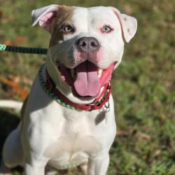 Shelter Stray Male Dog last seen , Red Bank, TN 37415