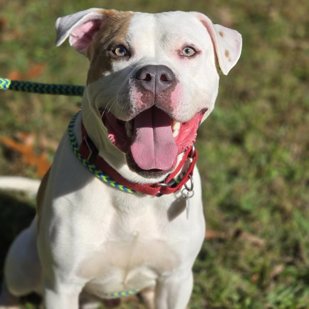 Shelter Stray Male Dog last seen , Red Bank, TN 37415