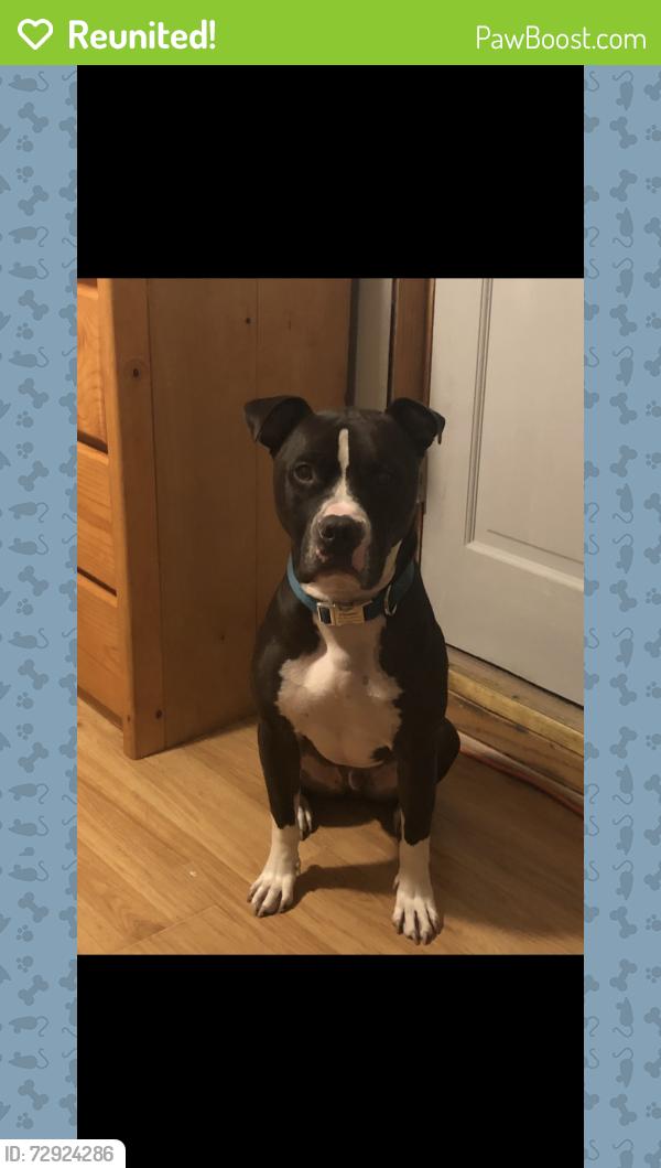 Reunited Male Dog last seen Lyman Ave, Hammond, IN 46324