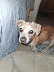 Lost Male Dog last seen Duncan rd and del rosa, Phelan, CA 92371