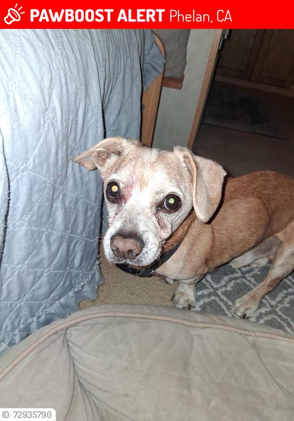 Lost Male Dog last seen Duncan rd and del rosa, Phelan, CA 92371