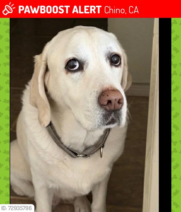 Lost Female Dog last seen Philadelphia & Monte Vista CHINO CA, Chino, CA 91710