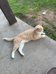 Lost Male Cat last seen Soda springs rd millsap recas, Millsap, TX 76066