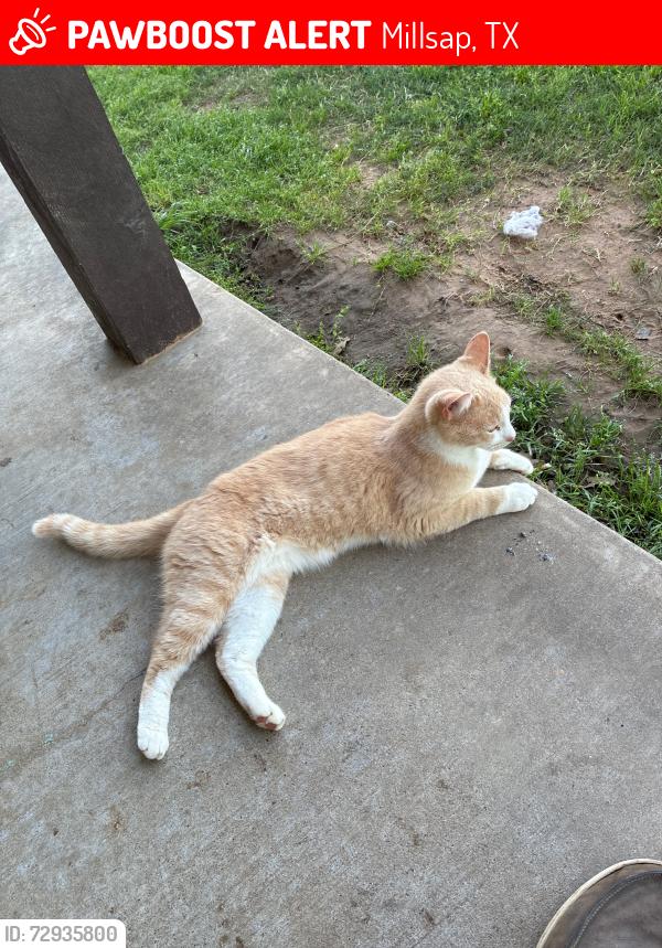 Lost Male Cat last seen Soda springs rd millsap recas, Millsap, TX 76066