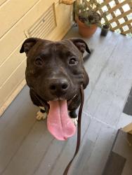 Reunited Male Dog last seen International Blvd & 4th Ave, Oakland, CA 94606