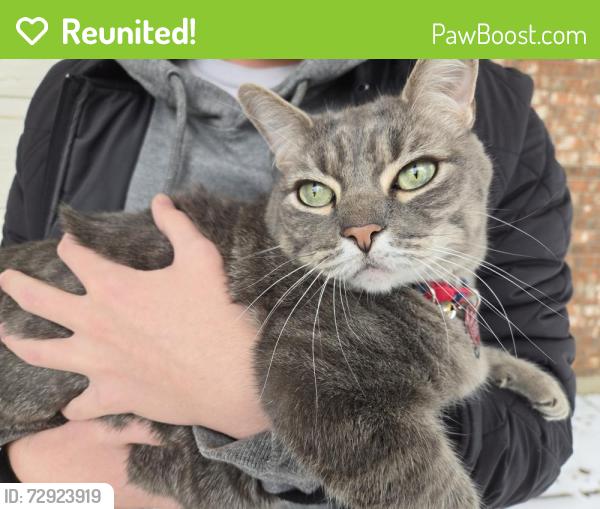 Reunited Male Cat last seen Port Hood Dr , Leander, TX 78641