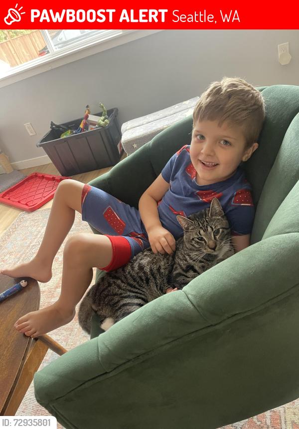 Lost Male Cat last seen Near 53rd ave s, Seattle, WA 98118