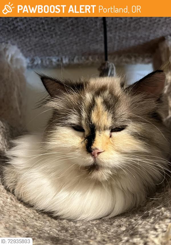 Found/Stray Unknown Cat last seen Near the yoga place, Portland, OR 97209