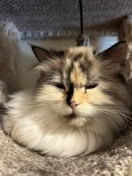Found/Stray Unknown Cat last seen Near the yoga place, Portland, OR 97209