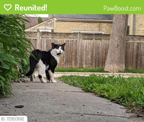Reunited Male Cat last seen English Street and Queens Avenue, London, ON N5W 3H7